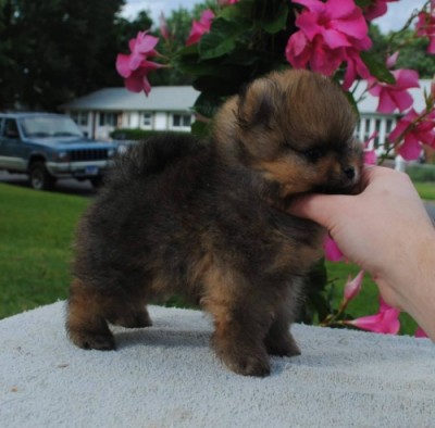 Inigo 6 wks
