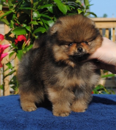 Drago 8 wks