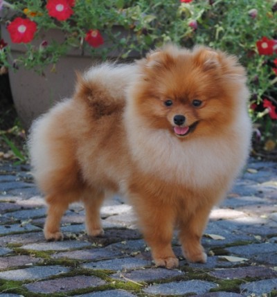 Marsha 7mos old