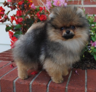 Drago 13 wks