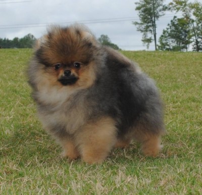 Drago 14 wks
