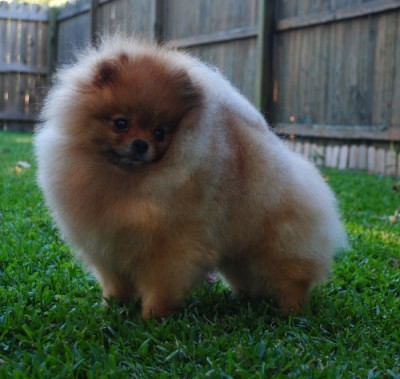 Darcy 5 1/2 yrs