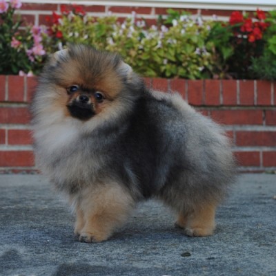 Drago at 16 wks