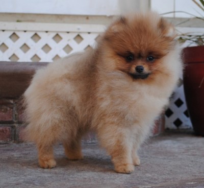 Selmy at 12 wks old