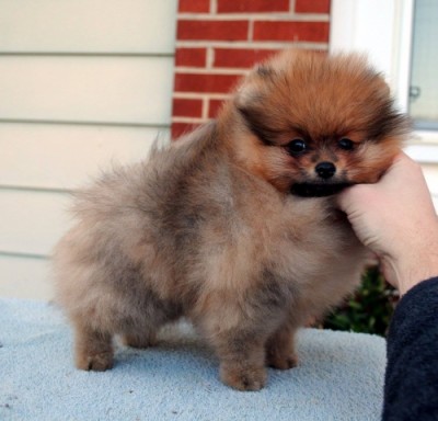 Doreah at 9 wks