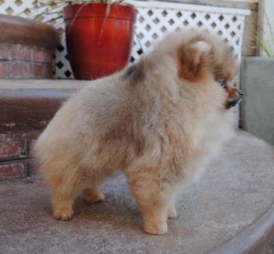 Doreah at 12 wks