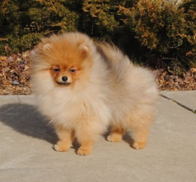 Missandei at 18 wks