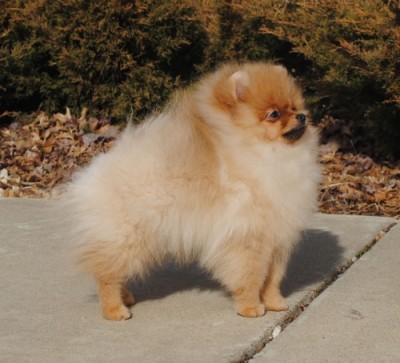 Selmy at 18 wks old