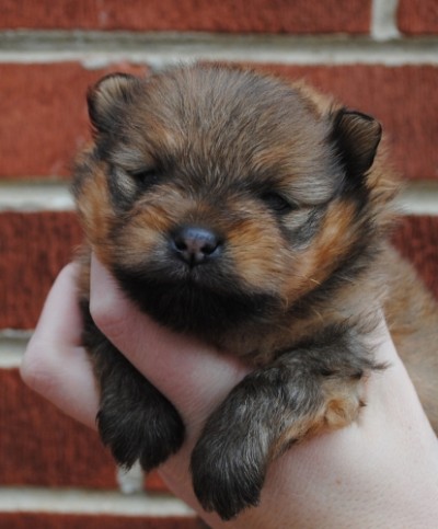 Priam at 3 wks old