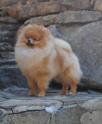 Selmy at 8mos old