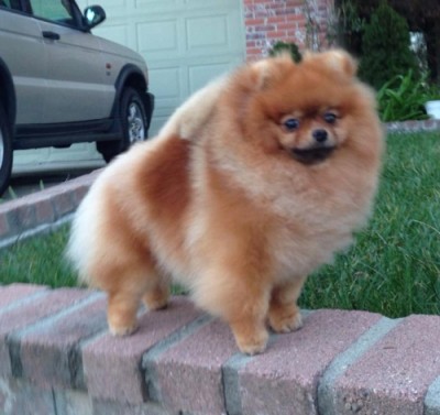 Sansa at 2 yrs old