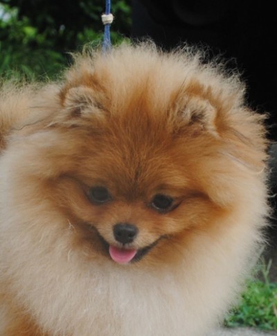 Siggy at 6mos old