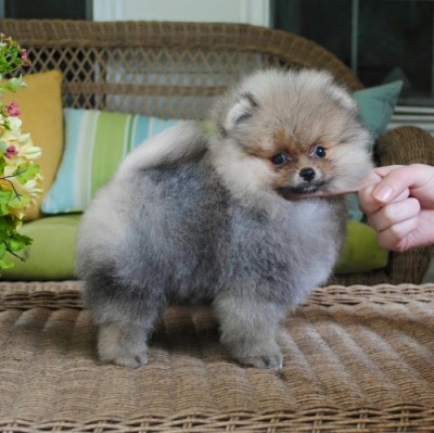Vicki at 10 wks old