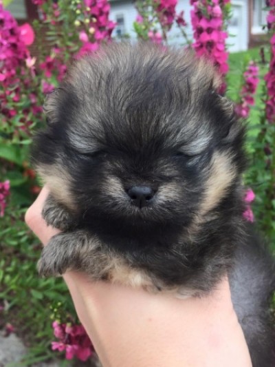 Freya 4 wks old