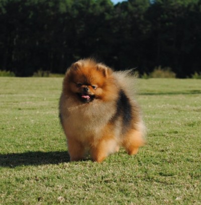 Drago 14mos old