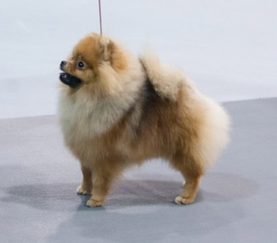 Sweetie at 8mos old