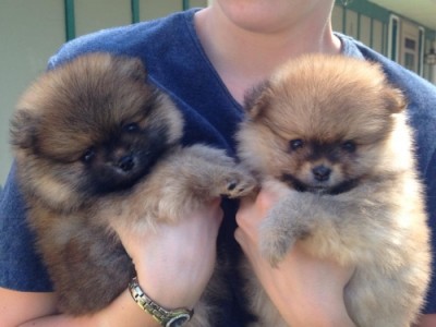 Leeza 6 wks (left)