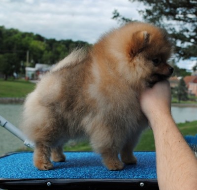 Tessa 10 wks