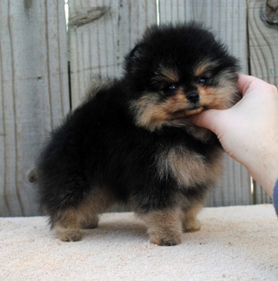 Ally at 9 wks old