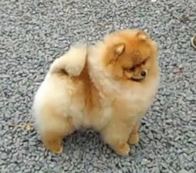 Bridge as a puppy