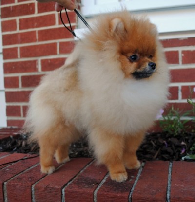 Tarly at 6mos old