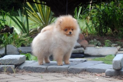 Bran 16 wks old