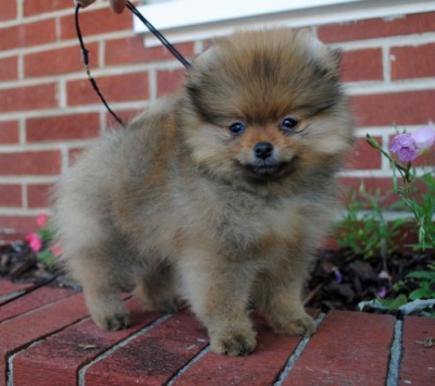 Brienne 8 wks old