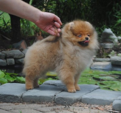 Brienne 12 wks old
