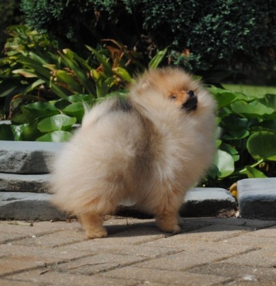 Myrcella 15 wks old