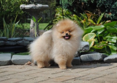 Myrcella 15 wks old