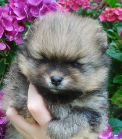 Daario 4 wks old