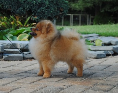 Brienne at 5mos old
