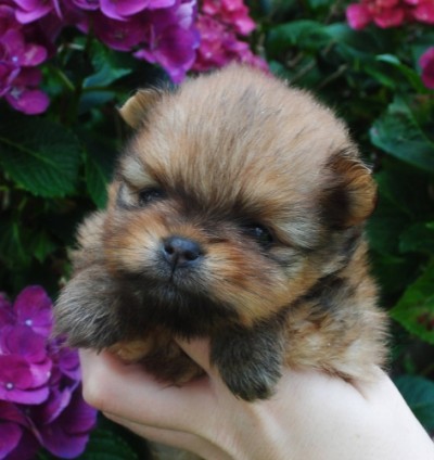 Prue at 4 wks old