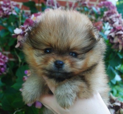 Prue at 6 wks old