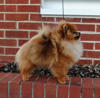 Prue at 7mos old