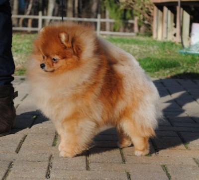 Bran at 10 mos old
