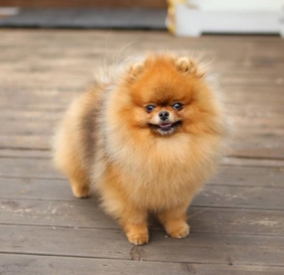 Drago at 3 yrs old