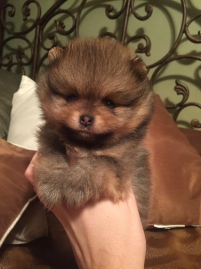 Desi at 5 wks old