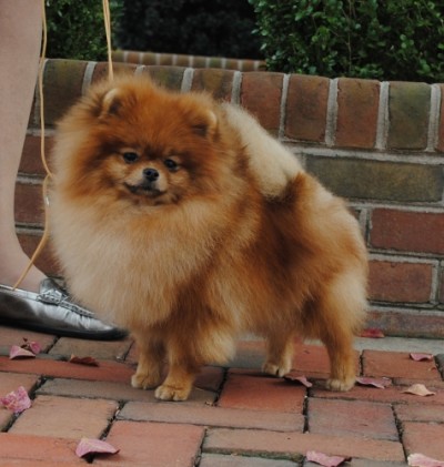 Prue at 18mos old