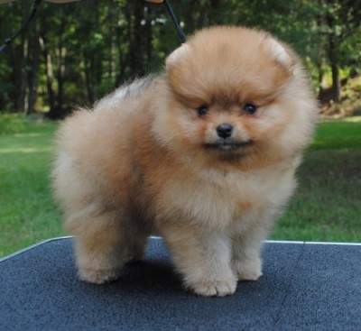 Chili at 7 wks old
