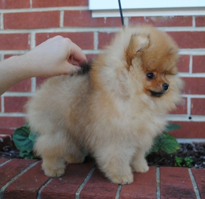 Chili at 10 wks old