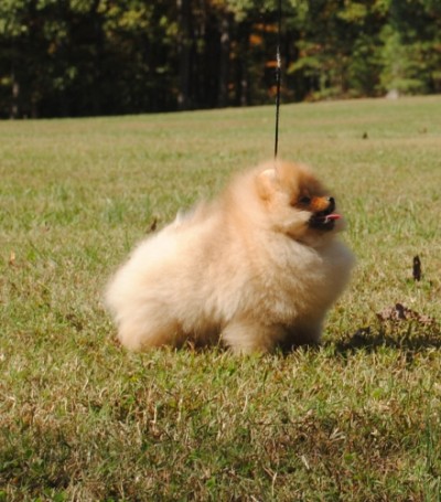 Chili at 4mos old