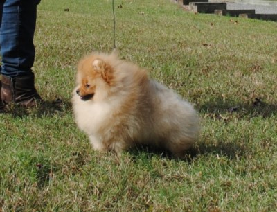 Chili at 4mos old