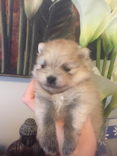 Sandor 3 wks old