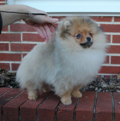 Vanna at 18 wks old