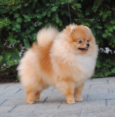 Chili at 8mos old
