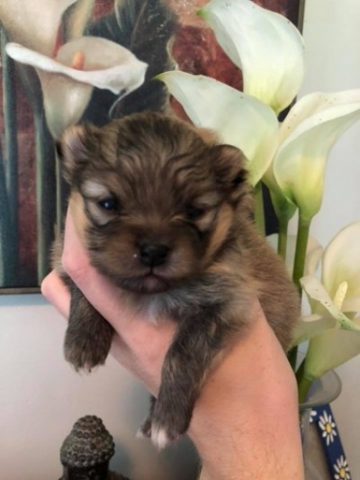 Zelda at 2 wks old