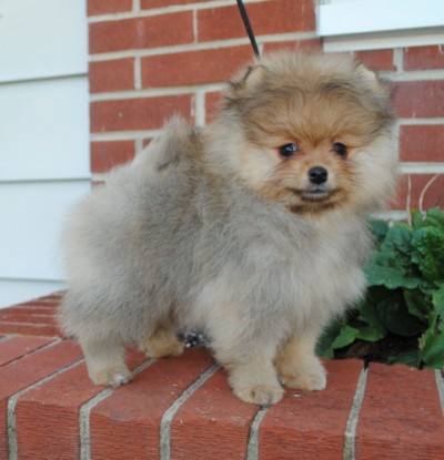 Zelda at 9wks old