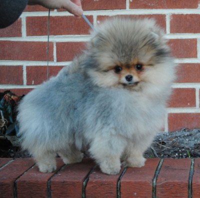 Luci at 13 wks old