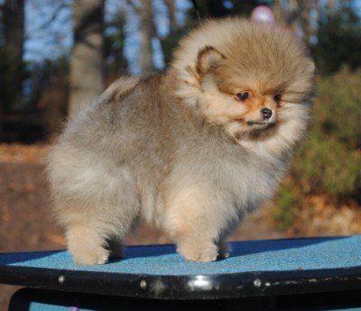 Luci at 9 wks old